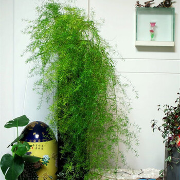 天门冬盆栽武竹丝耐寒植物绿植室内阳台垂吊花卉好养吊兰四季常青p 口径14厘米花盆一盆的量25厘米左右高不含盆 图片价格品牌报价 京东 天门冬盆栽武竹丝耐寒植物绿植室内阳台垂吊花卉好养吊兰四季常青p 口径14厘米花盆一盆的量25厘米左右高不含盆 图片价格品牌报价 京东