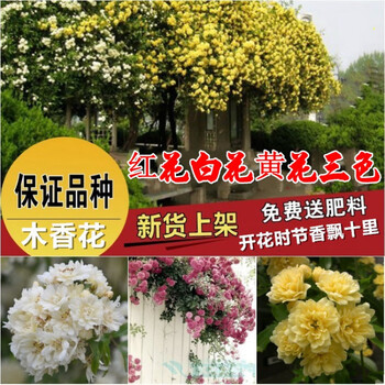 黄木香苗七里香苗十里香白木香花蔷薇黄花白花红花盆栽红木香花苗白木香8年苗开花超多不含盆 图片价格品牌报价 京东