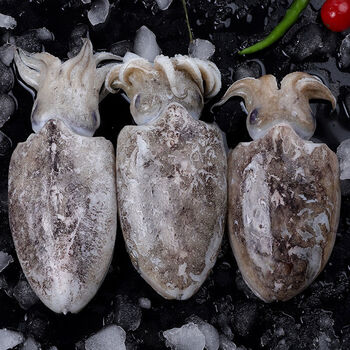 静境 舟山本地海捕墨鱼东海深海鲜墨斗鱼 新鲜目鱼 鲜活5斤装【一斤2