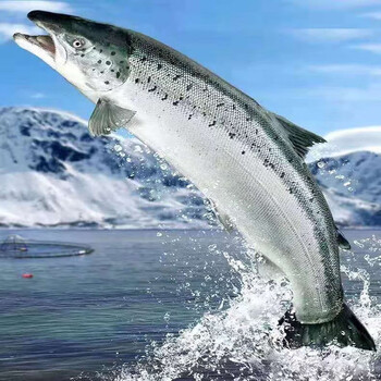 闽沃 智利进口 鲜冻整条三文鱼14-16斤  (大西洋鲑)整条【免费分切】