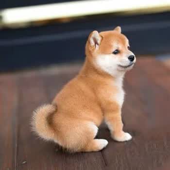 质保30天 秋颖纯种日本柴犬宠物狗狗幼犬真狗活体活物 图片价格品牌报价 京东