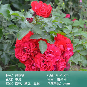 藤本月季薔薇花苗爬藤庭院花卉盆栽玫瑰四季開大苗特大抗寒魯碩紅大花