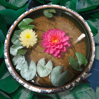 迷你睡莲根块带花芽苞碗莲种藕四季水培植物室内水养小型荷花根混色3个 关注营养 不含盆 图片价格品牌报价 京东 迷你睡莲根块带花芽苞碗莲种藕四季水培植物室内水养小型荷花根混色3个 关注营养 不含盆 图片价格品牌报价 京东