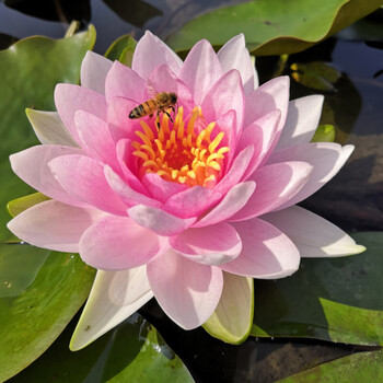 2022款苞发货池塘小睡莲花水池水培植物四季睡莲花苗 霍兰迪亚【不带