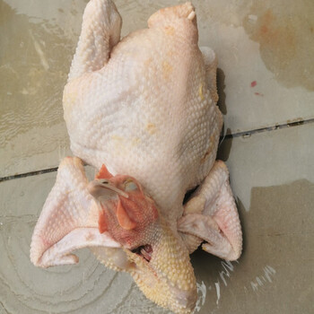 三黄鸡 散养土鸡老水扇鸡白切鸡整鸡  腾旺纳跃 阉鸡杀后5斤多