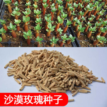 沙漠玫瑰种子10粒单瓣粉红花种多肉植物盆栽赏根花卉花圃自产自销沙玫种子10粒 单瓣 开粉红花 图片价格品牌报价 京东