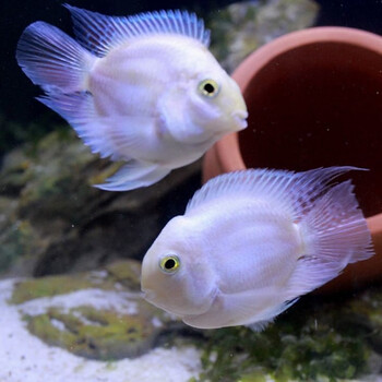 迷你鹦鹉鱼种鱼一对三湖慈鲷宝蓝白金繁殖活体小型热带观赏冷水鱼 白