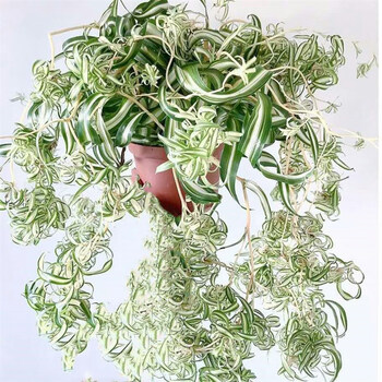 120#卷发女郎进口吊兰 不含盆