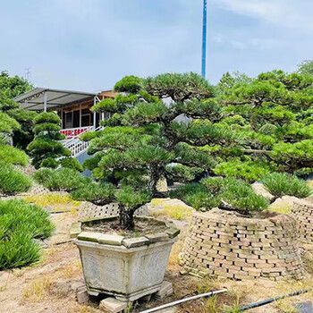 茗羽珺玥小美庭院进口大型迎客松造型树家居庭院风景树景观树四季常青