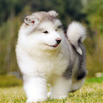 伊萌 纯种阿拉斯加活体幼犬巨型阿拉桃脸雪橇犬巨大型宠物狗狗活体 十字脸活体狗狗宠物活体狗狗棕色灰桃宠物级公 图片价格品牌报价 京东