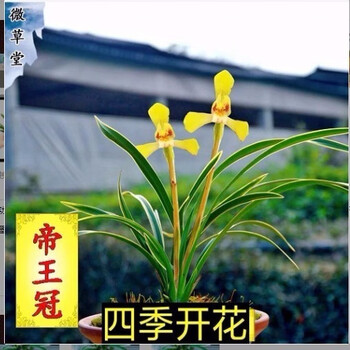 选择品种好运来羽化妖姬荣华富贵桃园公主白雪冰心白