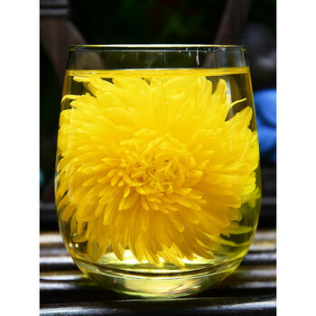 菊花茶金丝皇菊黄菊菊花一朵一杯花茶大朵胎菊贡菊茶叶 【泡 开 7-9