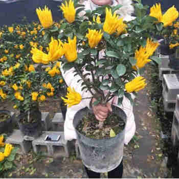 室内盆栽花卉佛手苗千佛手苗金佛手苗金华佛手苗庭院种植 6年苗当年结果