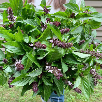 花俊九层塔柠檬泰国大叶甜圣罗勒种子进口可食用香草调料阳台四季盆栽