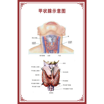 消化腸道系統結構示意圖醫學掛圖血液人體生殖器官醫院解剖圖海報屬於