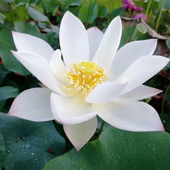 【食用藕苗】莲藕种苗高产菜藕粉藕盆栽池塘荷花苗莲花苗盆栽花  秋颖