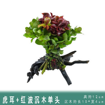 鲲煊懒人水草新手鱼缸造景水草植物水榕水草水族箱造景沉木装饰活虎耳红波 沉木单头 图片价格品牌报价 京东