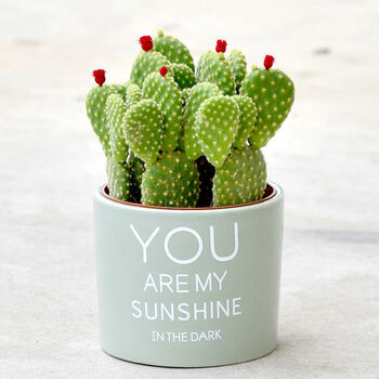 聚财山多肉植物仙人掌盆栽招财棍盆栽万重山珊瑚棒空气耐干旱 聚财掌