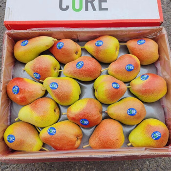 酥姿智利彩啤梨6颗新鲜水果彩虹啤梨西洋梨软糯多汁