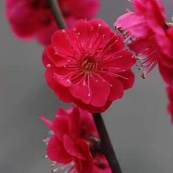 梅花树苗 耐寒红梅花树苗 骨里红梅花苗盆栽地栽庭院