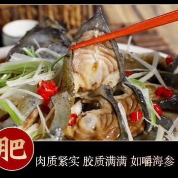 海參斑魚海鮮批發海參魚深海魚無汙染肉質像海參一. 騰旺納躍 2-2.