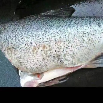 淡水湖生态鱼头新鲜活现杀胖头鱼头鳙鱼头花鲢鱼头淡水鱼水产花鲢鱼身