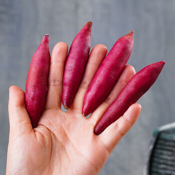 临安天目山小香薯新鲜红薯正宗板栗小番薯山芋蕃薯 天目山小香薯【5斤