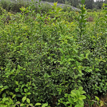 睿格达金弹子树苗四川灌木金弹子树苗 金蛋子小苗 瓶兰花盆景苗血红