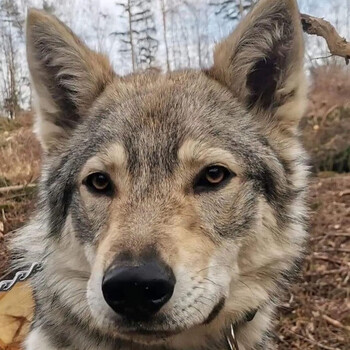 捷克狼犬幼崽纯血统大型犬活体宠物狗狗狗活体杰克狼犬小狗 高品质 公
