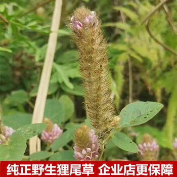 狸尾草野生羊咩香干品现货香草瑶山草药丸种子50克精品干货狸尾草