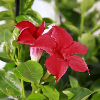 云仓万里飘香藤双喜藤爬藤植物盆栽室内庭院阳台飘香藤红色3颗当年