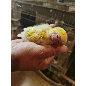 鸚鵡面類特色桃臉牡丹黃桃綠桃鳥活體雛鳥手養人寵物鳥活物幼鳥黃桃