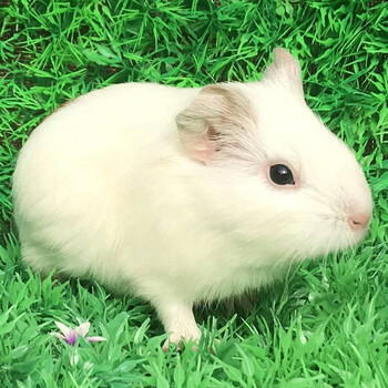 double yellow荷兰猪活物宠物豚鼠天竺鼠小宠物荷兰猪活体 纯白色1只