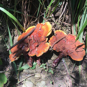 灵芝野生整只赤灵芝神农架深山石灵芝红血灵芝可打磨粉500克