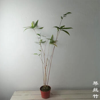 琴丝竹1盆 带盆栽好【图片 价格 品牌 报价】-京东