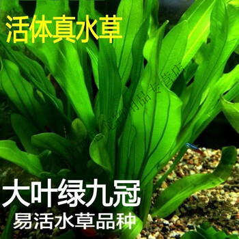 鱼缸懒人水草植物活体淡水有茎草缸造景水族箱中后景沉木水草套餐大叶绿九冠2颗 送水草沉底杯 图片价格品牌报价 京东