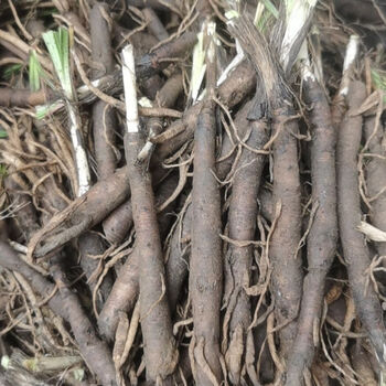 贵州草药野生仙茅250g中药材独脚仙茅先茅独矛高原农家地产 500鲜货