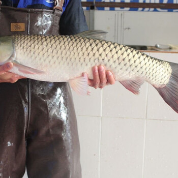 中山脆肉皖鱼活宰东升脆鲩鱼12斤规格鱼处理后净重9斤昌盛隆广东省内