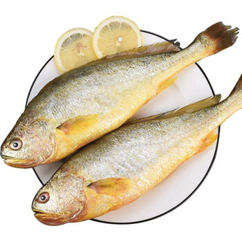 整箱东海大黄花鱼新鲜大黄鱼鲜活冷冻黄生鲜海鲜类批发水产大海鱼 腾