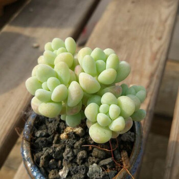 麦桑荷稀有贵货泡泡糖洛可可多肉植物盆栽肉肉办公桌室内花卉 天使之