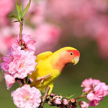 牡丹鹦鹉活体鸟牡丹黄桃宠物鸟黄桃鹦鹉爱情鸟鹦鹉玄风说话鸟黄桃鹦鹉