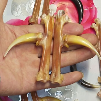 鸡爪骨文玩 鸡蹬子农村散养老公鸡爪骨5-8公分老蹬子文玩把件sn8732