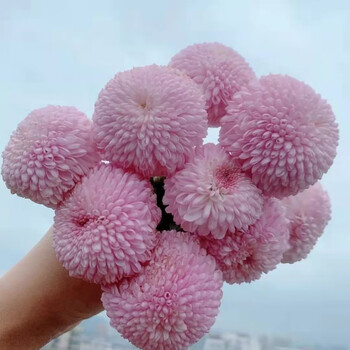乒乓菊10枝扎粉色a