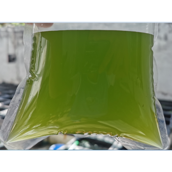 小球藻种养鱼养龟绿水蛋白核培养基调水改水族鱼虾活体增氧养鱼病