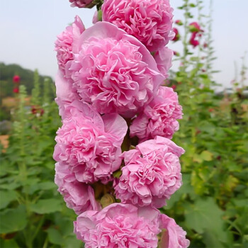 迈乐佳重瓣蜀葵盆栽花苗进口日本春庆系列庭院花卉耐寒好养活 粉(精品