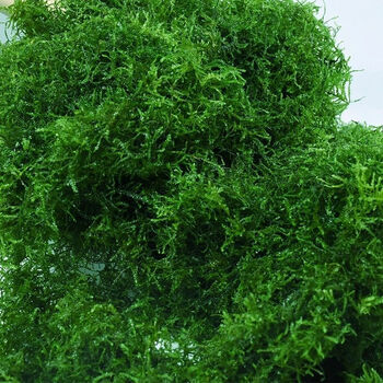 草新手好养沉木根鱼缸造景耐低温活体水草 垂泪莫斯50克控干称重 绑线