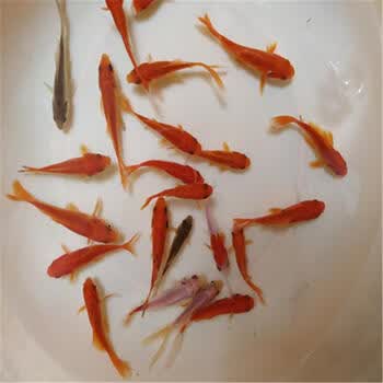 小鱼苗观赏鱼红草金鱼龟食龙鱼饲料鱼小型冷水草金鱼苗活鱼小金鱼红草