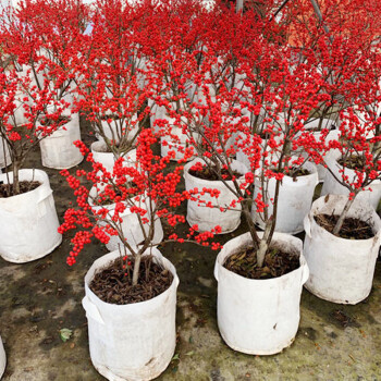 北美冬青苗花卉盆栽阳台欧洲冬红果庭院种植圣诞春节年宵礼品7年带果多多实物选苗不含盆 图片价格品牌报价 京东