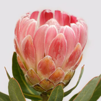 鲜花町南非进口帝王花公主皇后家庭婚礼礼品花束花期长可做干花 蓝色