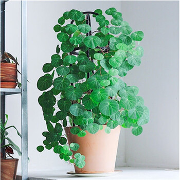 舞姿山乌龟爬藤植物种球水培金不换阳台办公室庭院千金藤盆栽 山乌龟